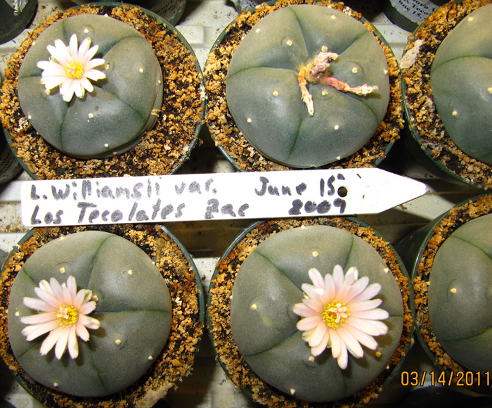 Lophophora Williamsii var. Los Tecolotes